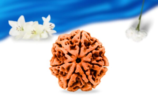 7 mukhi nepali rudraksha super collector grade rlrn7sci front