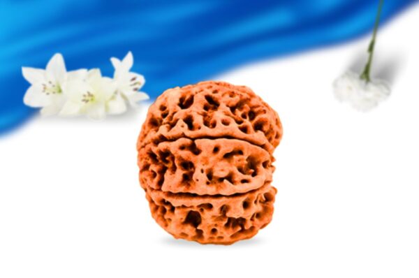 7 mukhi nepali rudraksha super collector grade rlrn7sci side