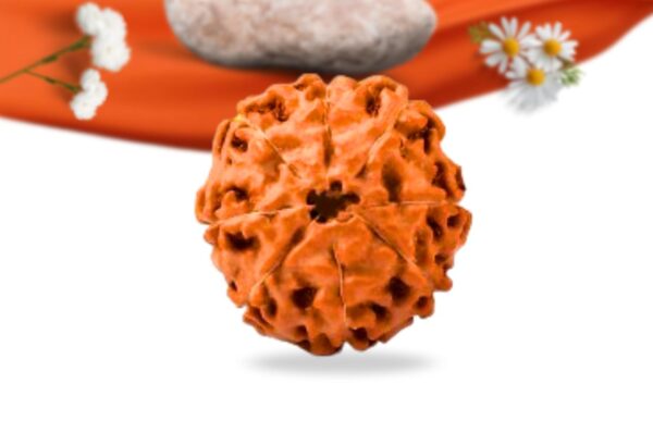 8 mukhi indonesian rudraksha large grade rlri8li back