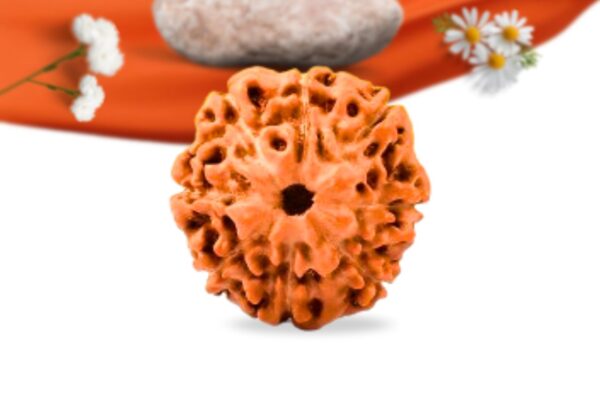 8 mukhi indonesian rudraksha large grade rlri8li front