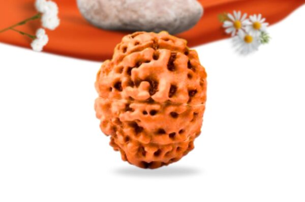 8 mukhi indonesian rudraksha large grade rlri8li side