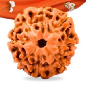 8 Mukhi Indonesian Rudraksha Large Grade RLRI8LI Thumbnail