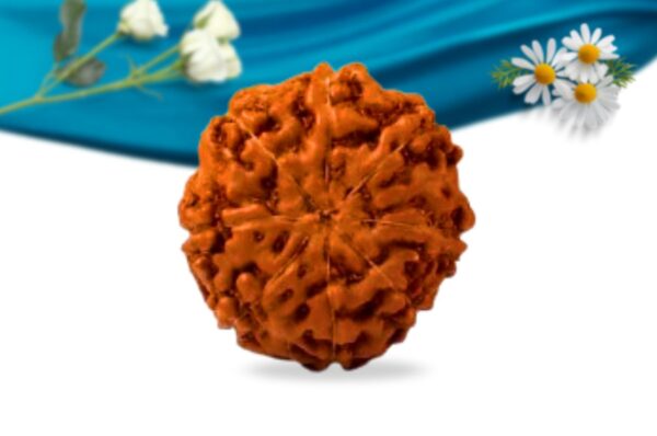 8 mukhi indonesian rudraksha regular grade rlri8ri back