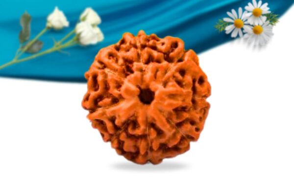 8 mukhi indonesian rudraksha regular grade rlri8ri front