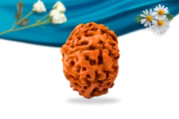 8 mukhi indonesian rudraksha regular grade rlri8ri side