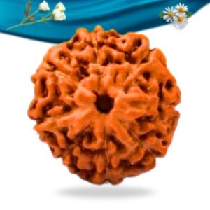 8 Mukhi Indonesian Rudraksha Regular Grade RLRI8RI Thumbnail