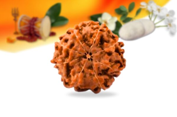 8 mukhi indonesian rudraksha small grade rlri8si back