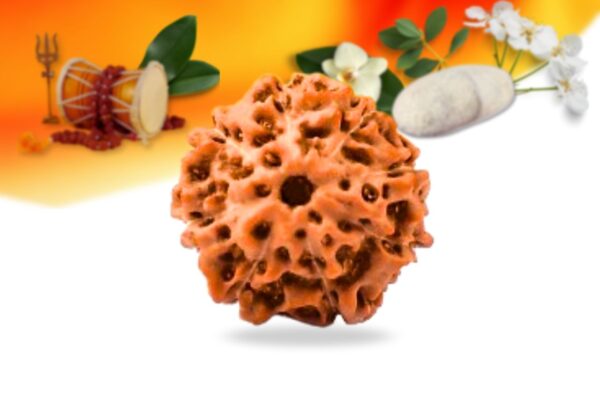 8 mukhi indonesian rudraksha small grade rlri8si front