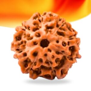 8 Mukhi Indonesian Rudraksha Small Grade RLRI8SI Thumbnail