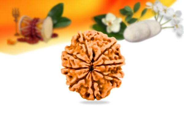 8 Mukhi Nepali Rudraksha Small Grade RLRN8SI Back