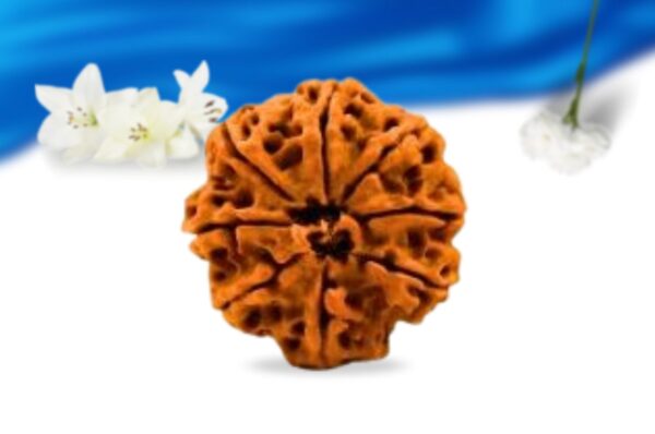 8 mukhi nepali rudraksha super collector grade rlrn8sci back