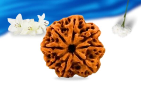 8 Mukhi Nepali Rudraksha Super Collector Grade RLRN8SCI Front