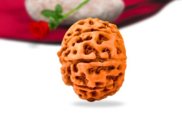 9 mukhi indonesian rudraksha collector grade rlri9ci side