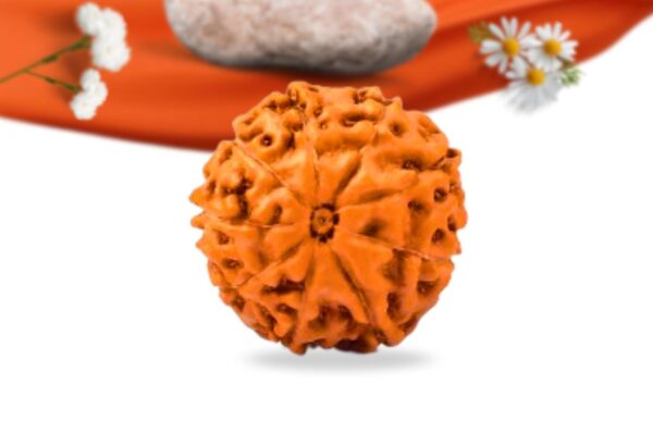 9 mukhi indonesian rudraksha large grade rlri9li back