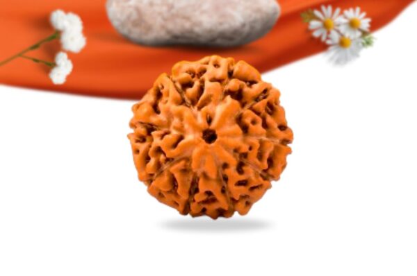 9 mukhi indonesian rudraksha large grade rlri9li front