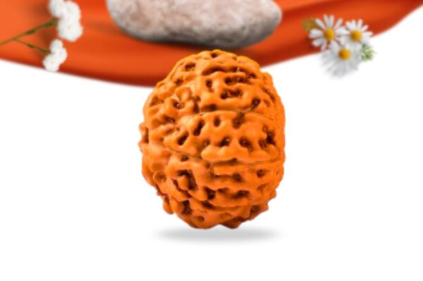 9 mukhi indonesian rudraksha large grade rlri9li side