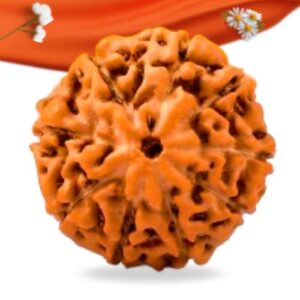 9 Mukhi Indonesian Rudraksha Large Grade RLRI9LI Thumbnail