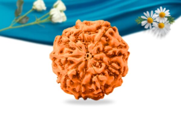 9 mukhi indonesian rudraksha regular grade rlri9ri back