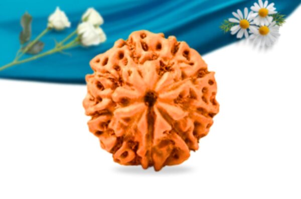 9 mukhi indonesian rudraksha regular grade rlri9ri front