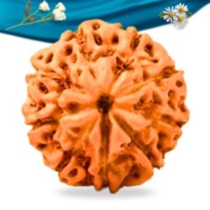 9 Mukhi Indonesian Rudraksha Regular Grade RLRI9RI Thumbnail