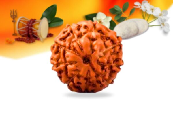 9 mukhi indonesian rudraksha small grade rlri9si front