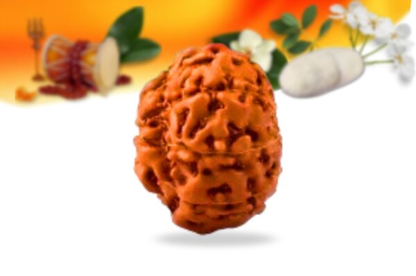 9 mukhi indonesian rudraksha small grade rlri9si side