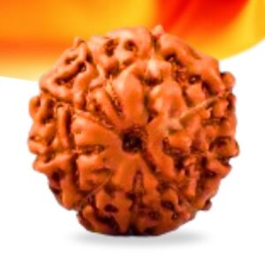 9 Mukhi Indonesian Rudraksha Small Grade RLRI9SI Thumbnail