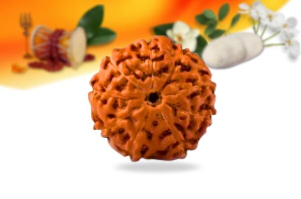 9 mukhi indonesian rudraksha small grade rlri9si back