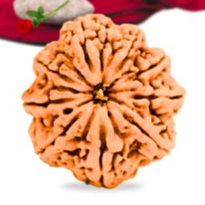 9 Mukhi Nepali Rudraksha Collector Grade RLRN9CI Thumbnail