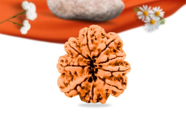 9 mukhi nepali rudraksha large grade rlrn9li back