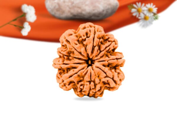 9 mukhi nepali rudraksha large grade rlrn9li front