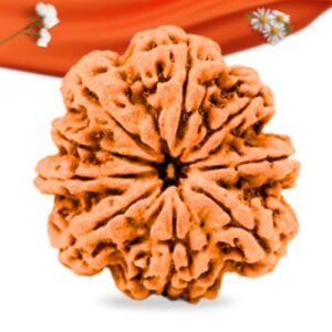 9 Mukhi Nepali Rudraksha Large Grade RLRN9LI Thumbnail