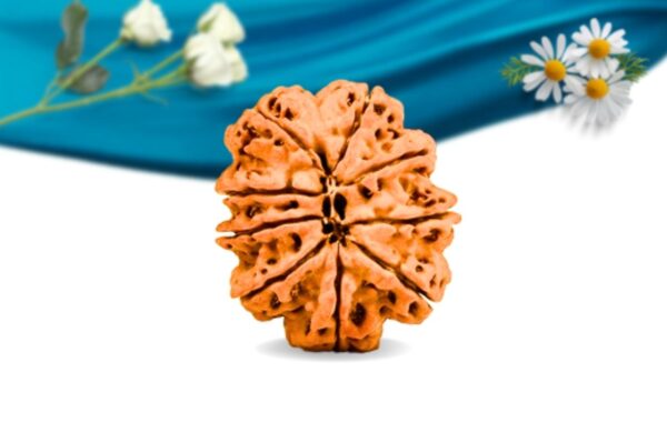 9 mukhi nepali rudraksha regular grade rlrn9ri back