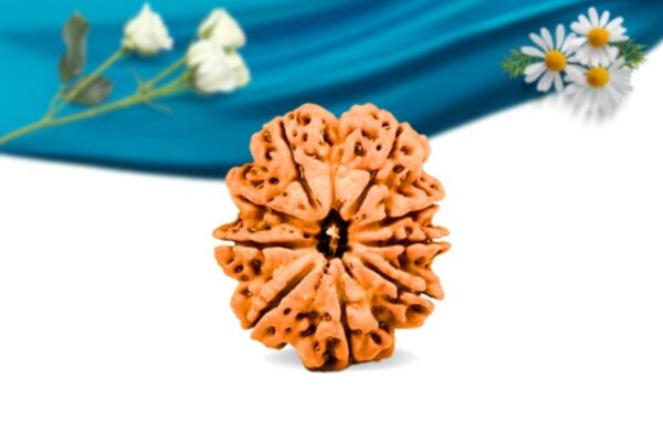 9 mukhi nepali rudraksha regular grade rlrn9ri front