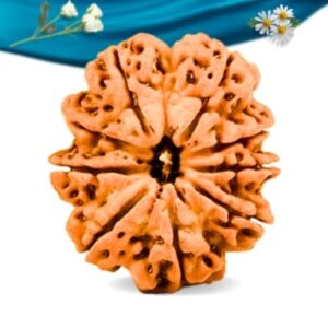 9 Mukhi Nepali Rudraksha Regular Grade RLRN9RI Thumbnail