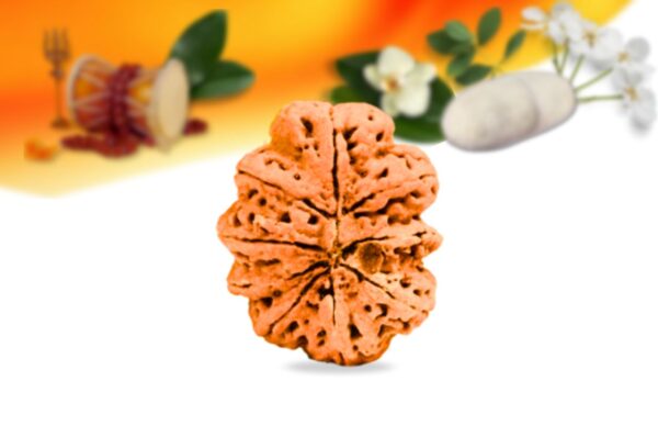 9 mukhi nepali rudraksha small grade rlrn9si back