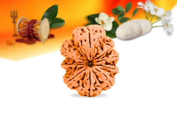 9 mukhi nepali rudraksha small grade rlrn9si front