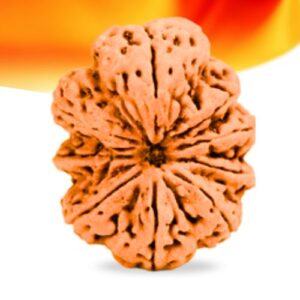 9 Mukhi Nepali Rudraksha Small Grade RLRN9SI Thumbnail