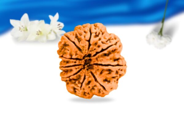 9 mukhi nepali rudraksha super collector grade rlrn9sci back