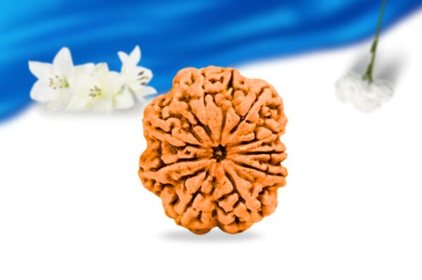 9 mukhi nepali rudraksha super collector grade rlrn9sci front