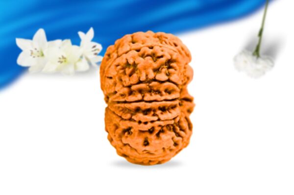 9 mukhi nepali rudraksha super collector grade rlrn9sci side