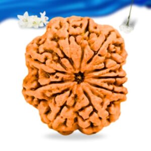 9 Mukhi Nepali Rudraksha Super Collector Grade RLRN9SCI Thumbnail