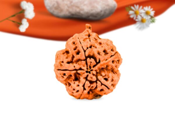 Ganesh rudraksha large grade rlrng5li back