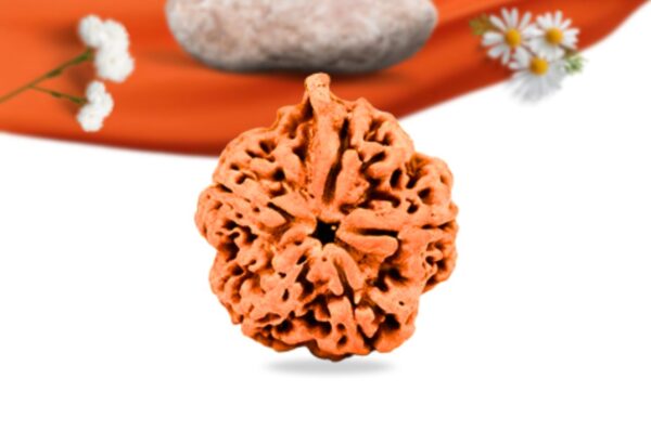 Ganesh rudraksha large grade rlrng5li front