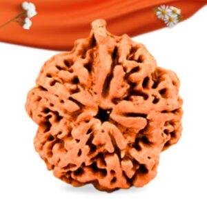 Ganesh Rudraksha Large Grade RLRNG5LI Thumbnail