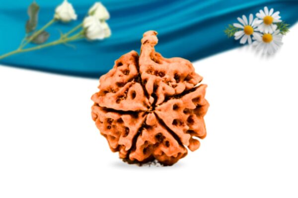 Ganesh rudraksha regular grade rlrng5ri back