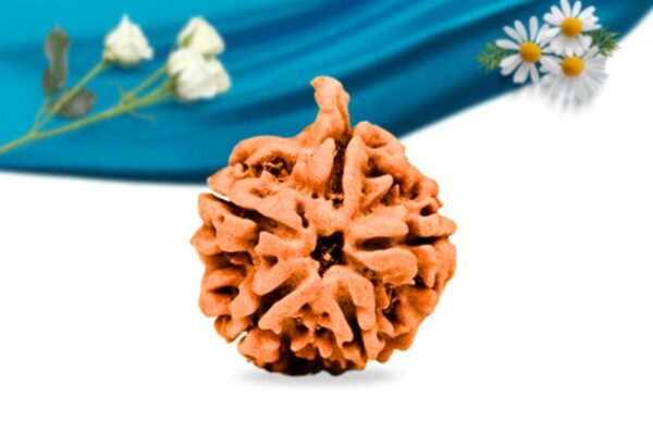 Ganesh rudraksha regular grade rlrng5ri front