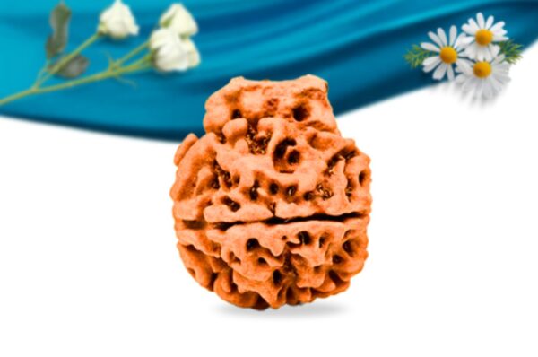 Ganesh rudraksha regular grade rlrng5ri side