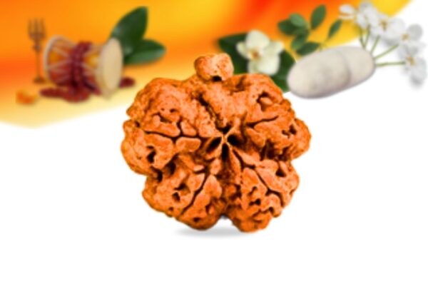 Ganesh rudraksha small grade rlrng5si back