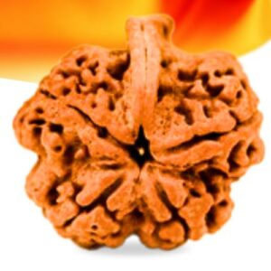 Ganesh Rudraksha Small Grade RLRNG5SI Thumbnail